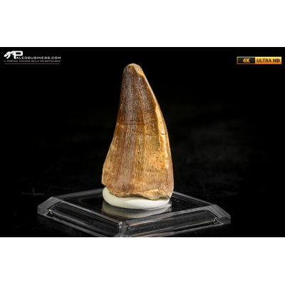 Dente fossile di Mosasaurus sp.
