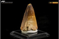 Dente fossile di Mosasaurus sp.