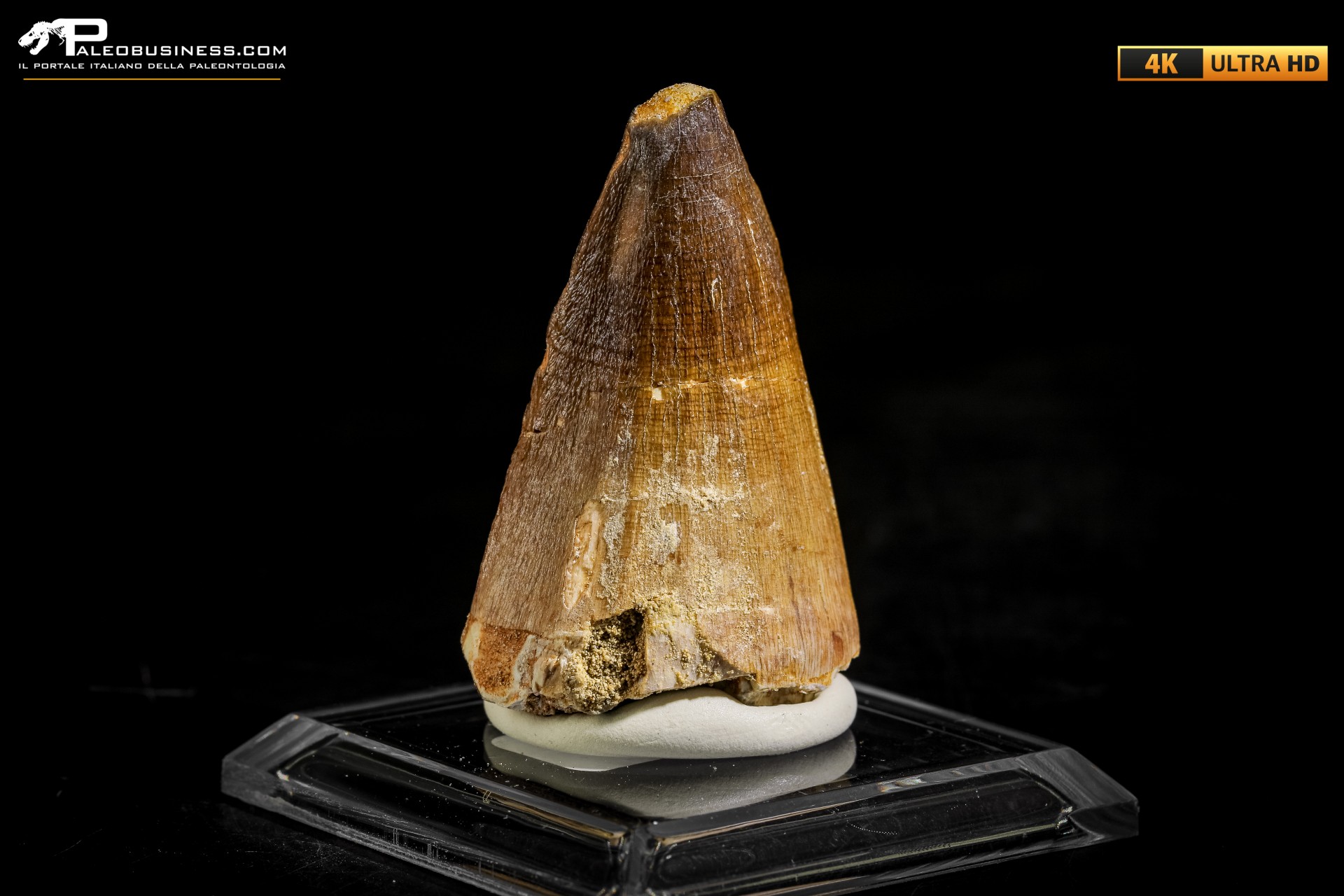 Dente fossile di Mosasaurus sp.
