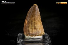 Dente fossile di Mosasaurus sp.
