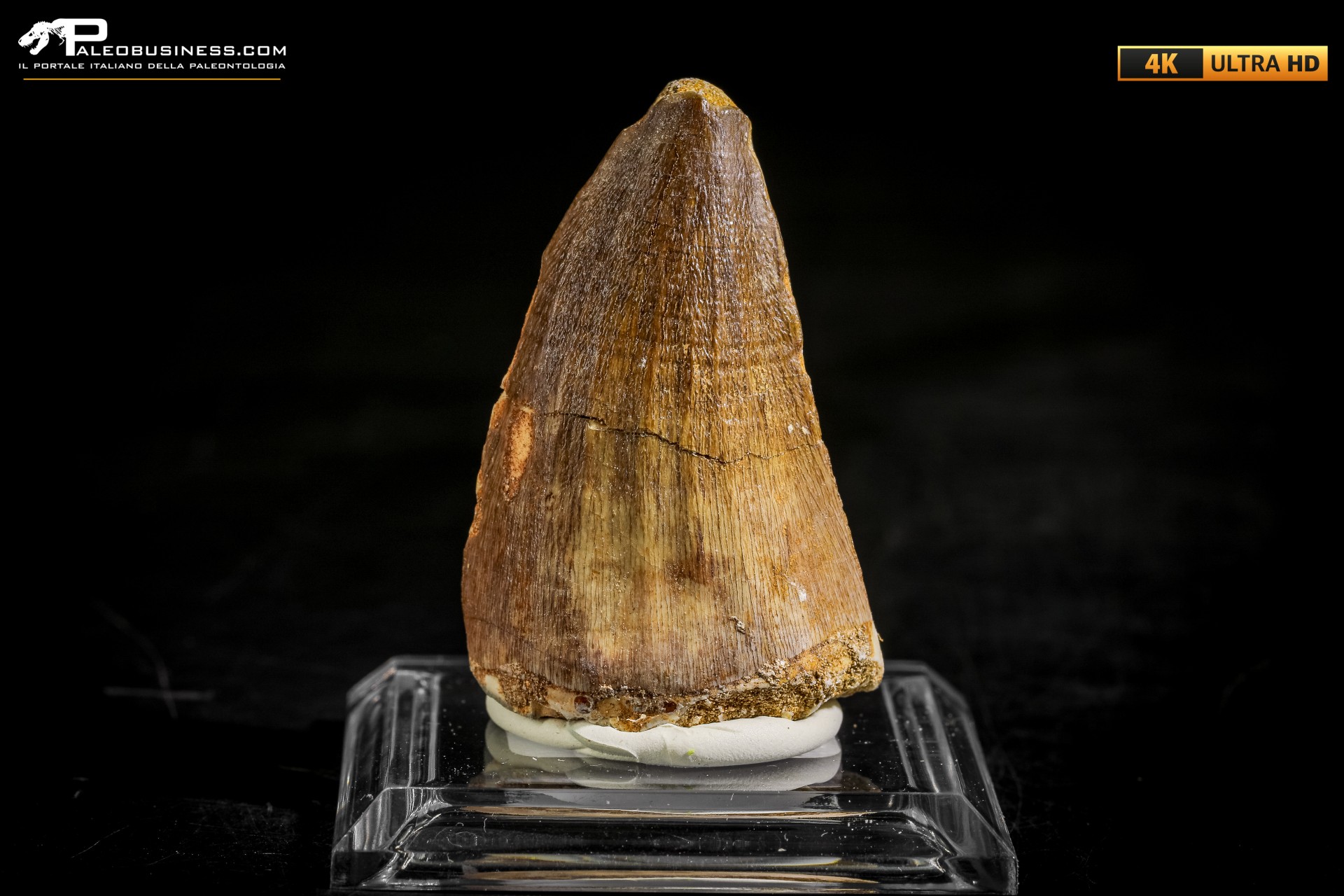 Dente fossile di Mosasaurus sp.