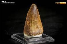 Dente fossile di Mosasaurus sp.