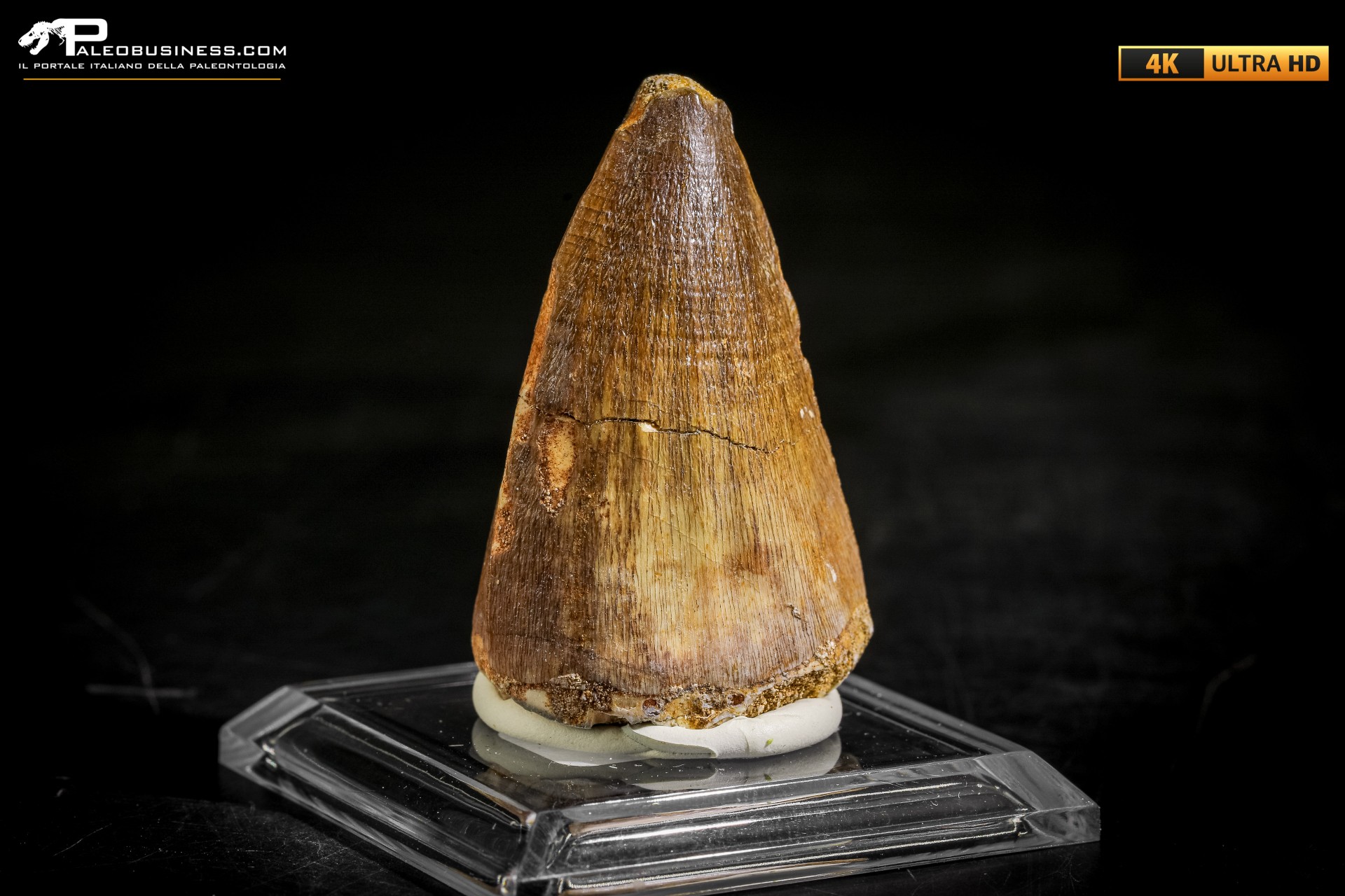 Dente fossile di Mosasaurus sp.