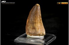 Dente fossile di Mosasaurus sp.