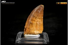 Dente fossile di Mosasaurus sp.