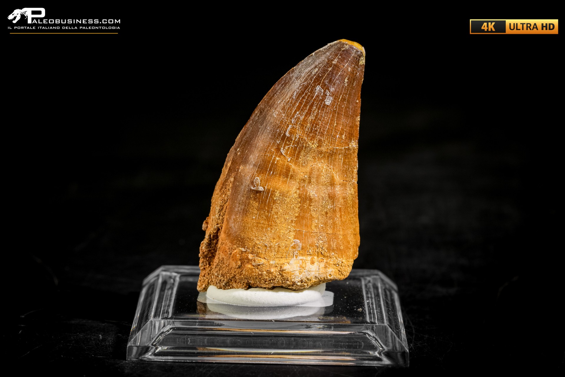 Dente fossile di Mosasaurus sp.