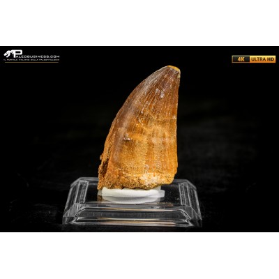 Dente fossile di Mosasaurus sp.