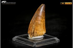 Dente fossile di Mosasaurus sp.
