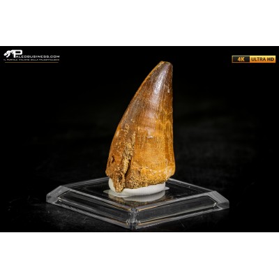 Dente fossile di Mosasaurus sp.