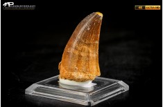 Dente fossile di Mosasaurus sp.