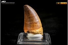 Dente fossile di Mosasaurus sp.
