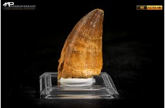 Dente fossile di Mosasaurus sp.