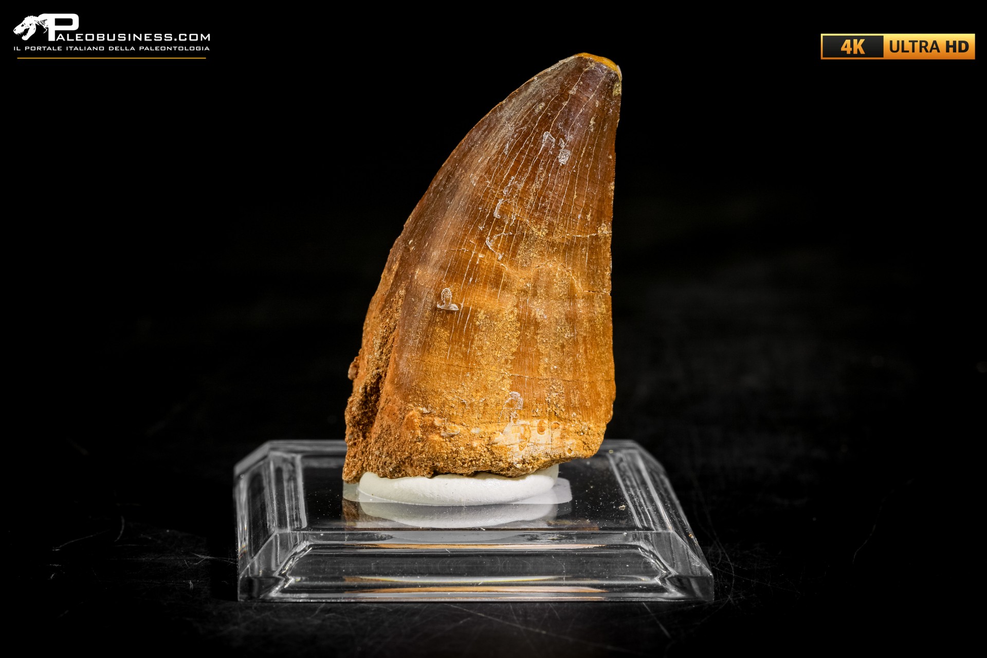 Dente fossile di Mosasaurus sp.