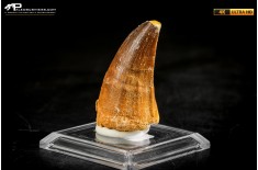 Dente fossile di Mosasaurus sp.