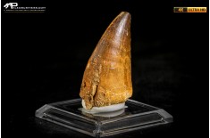 Dente fossile di Mosasaurus sp.