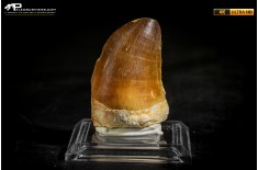Dente fossile di Mosasaurus sp.
