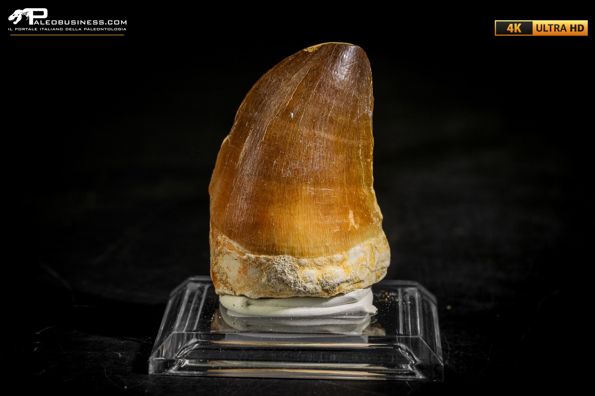 Dente fossile di Mosasaurus sp.