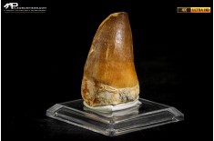 Dente fossile di Mosasaurus sp.