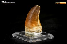 Dente fossile di Mosasaurus sp.