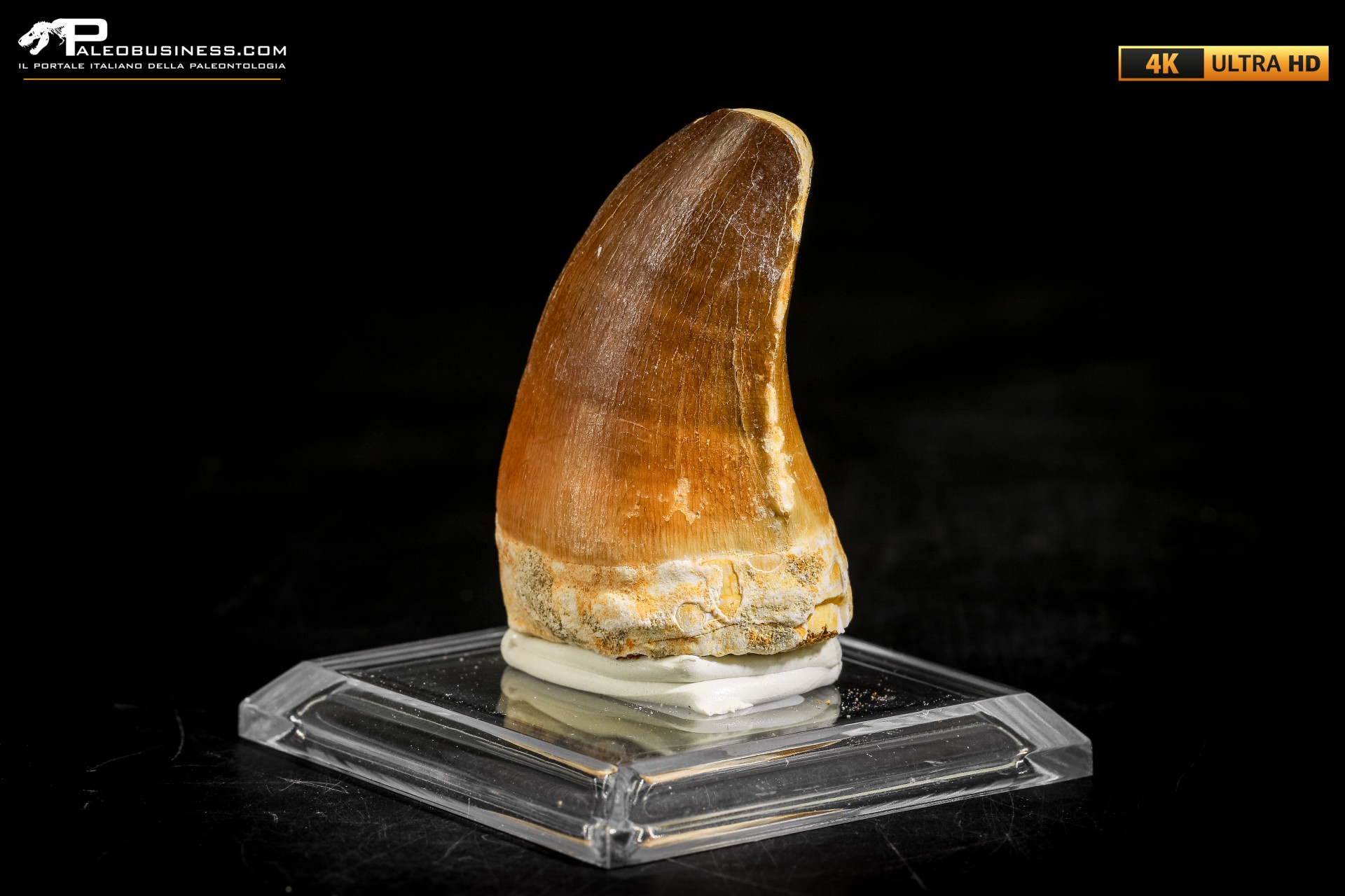 Dente fossile di Mosasaurus sp.