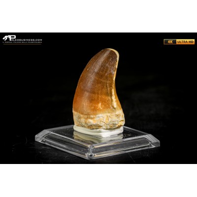 Dente fossile di Mosasaurus sp.