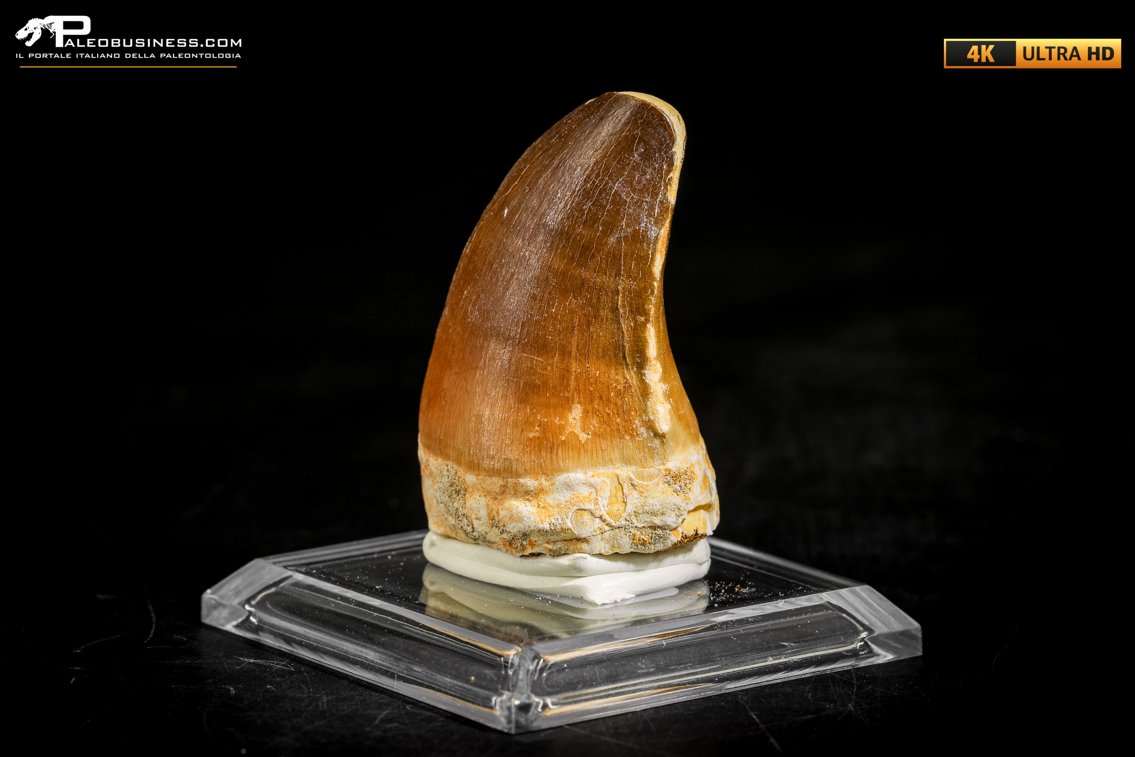 Dente fossile di Mosasaurus sp.