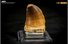 Dente fossile di Mosasaurus sp.