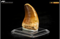 Dente fossile di Mosasaurus sp.
