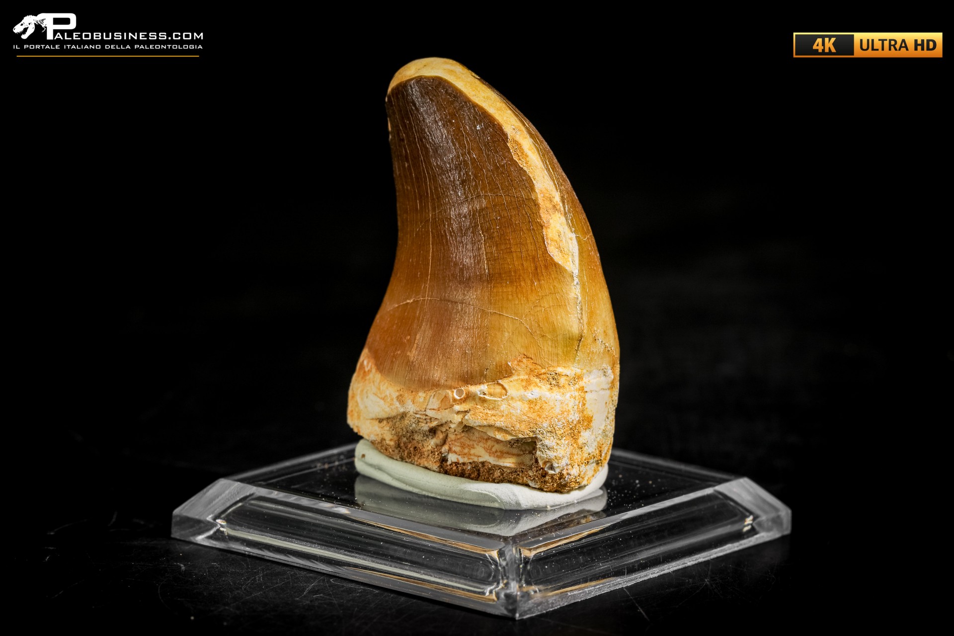 Dente fossile di Mosasaurus sp.