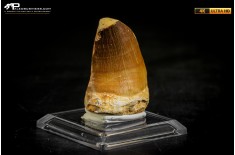 Dente fossile di Mosasaurus sp.
