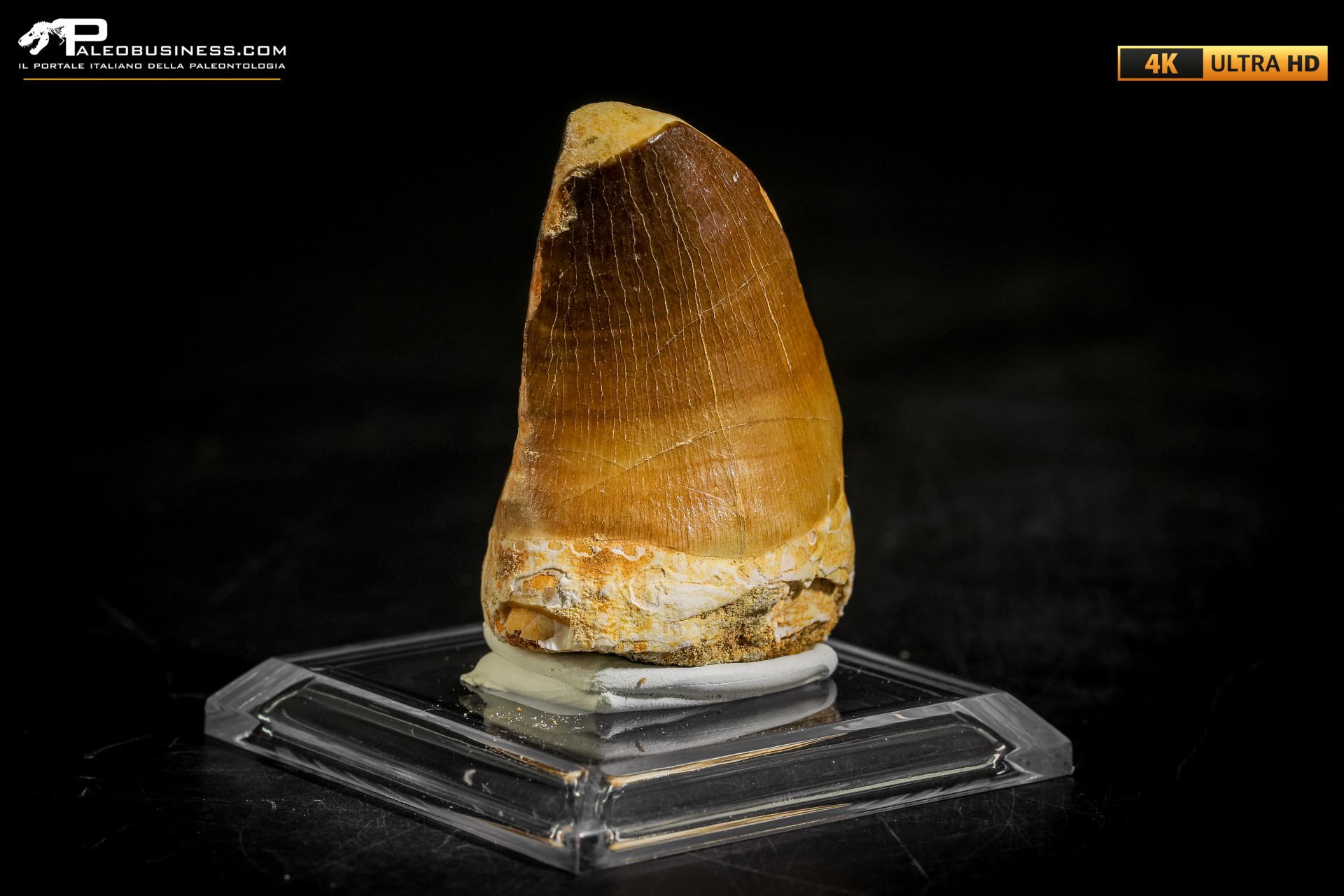 Dente fossile di Mosasaurus sp.