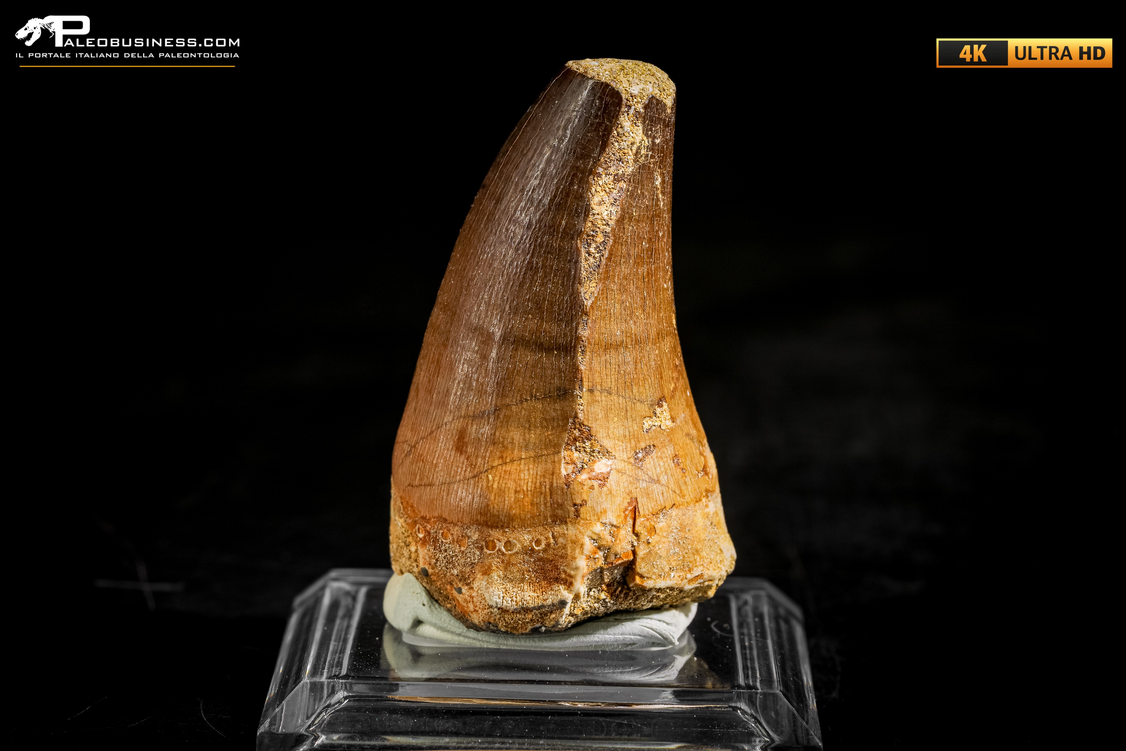 Dente fossile di Mosasaurus sp.