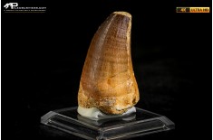 Dente fossile di Mosasaurus sp.