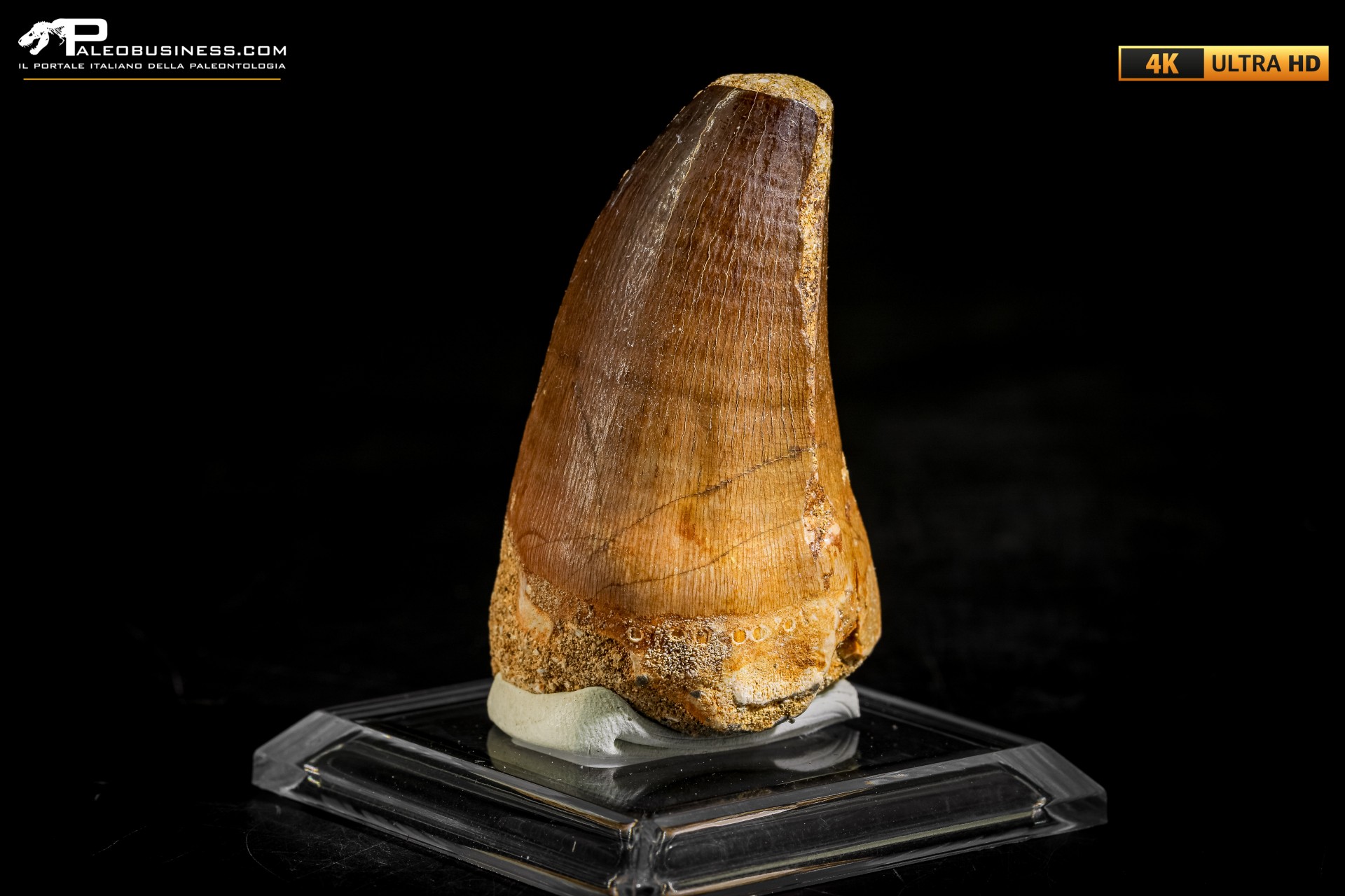 Dente fossile di Mosasaurus sp.