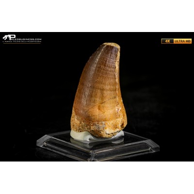 Dente fossile di Mosasaurus sp.