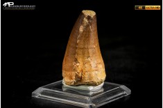 Dente fossile di Mosasaurus sp.