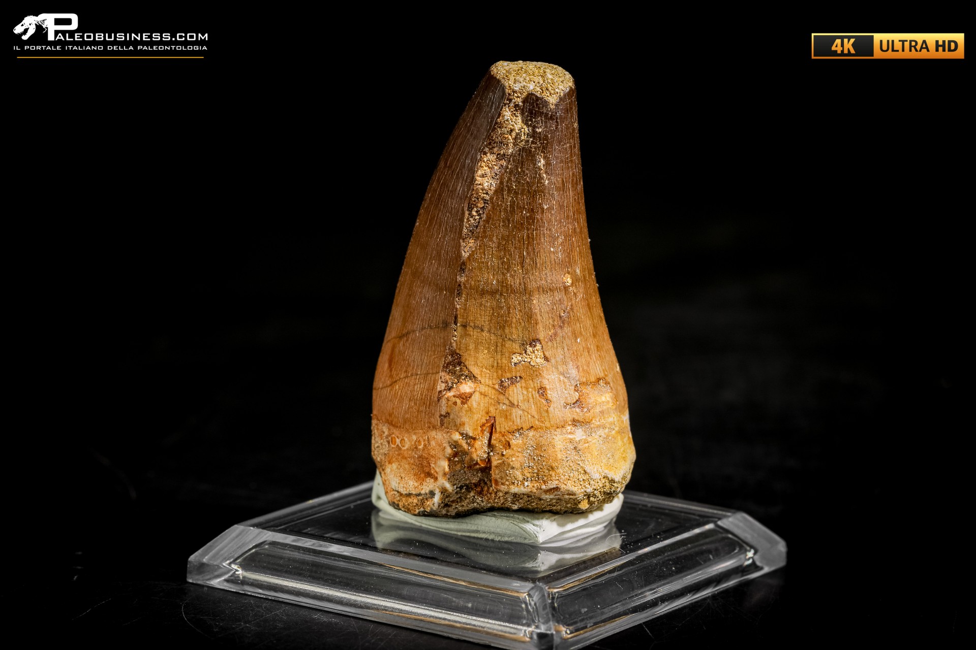 Dente fossile di Mosasaurus sp.