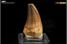 Dente fossile di Mosasaurus sp.