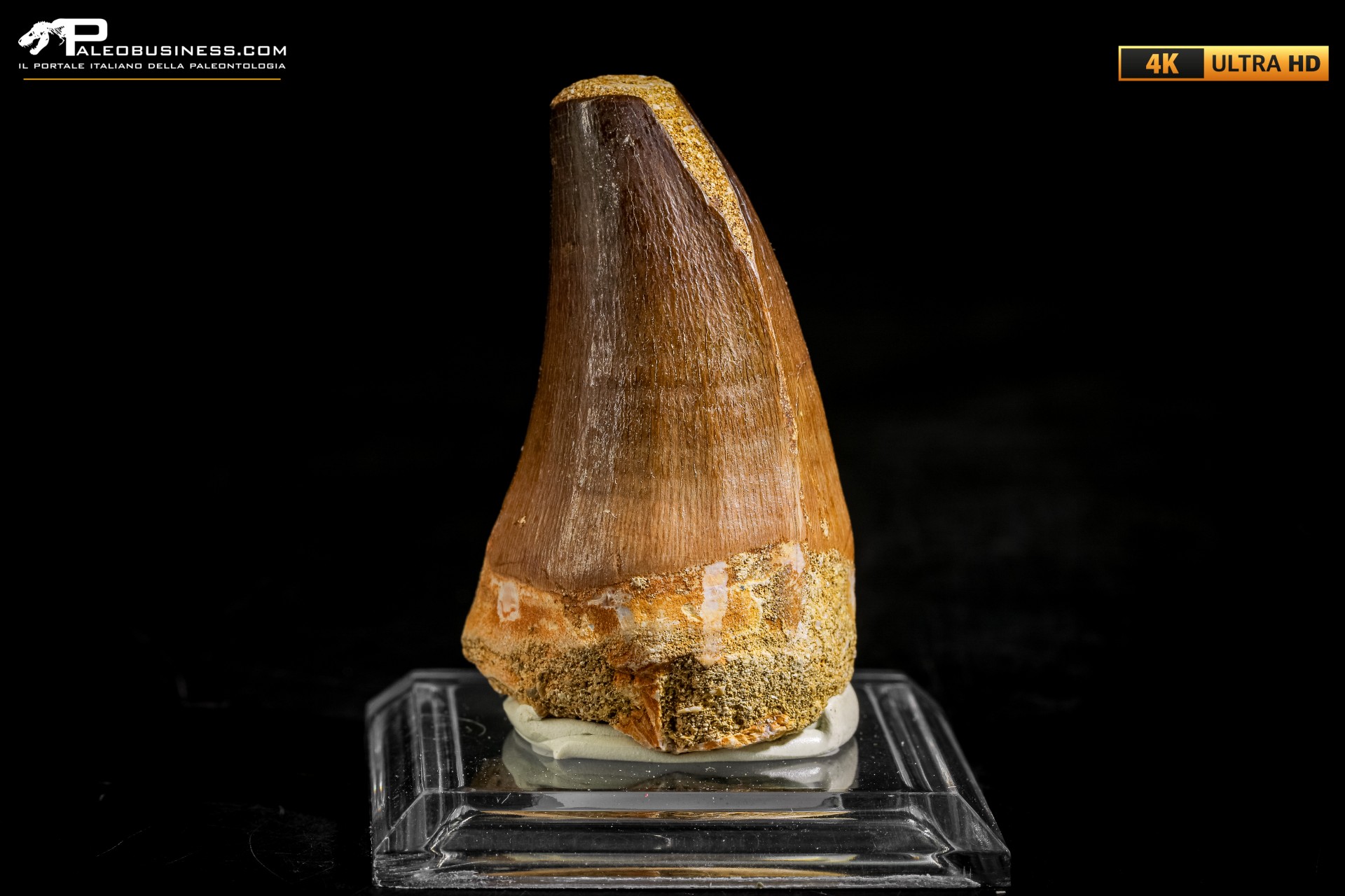 Dente fossile di Mosasaurus sp.