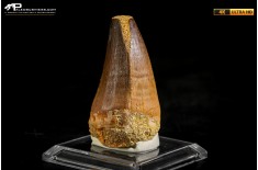 Dente fossile di Mosasaurus sp.