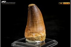 Dente fossile di Mosasaurus sp.