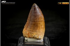 Dente fossile di Mosasaurus sp.