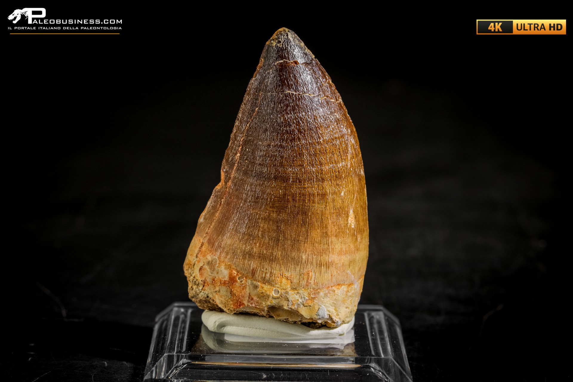 Dente fossile di Mosasaurus sp.