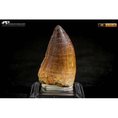 Dente fossile di Mosasaurus sp.