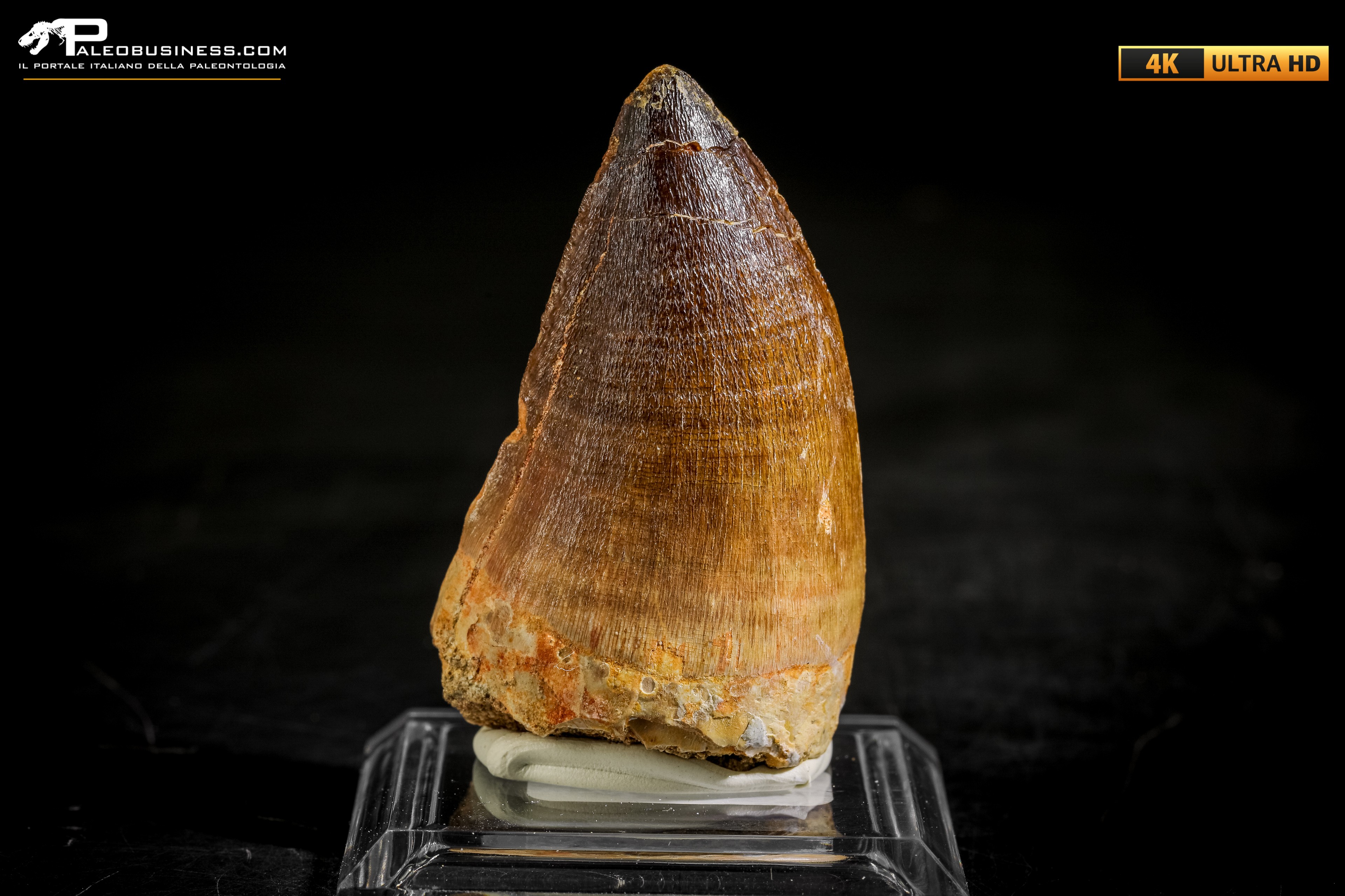 Dente fossile di Mosasaurus sp.