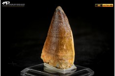 Dente fossile di Mosasaurus sp.