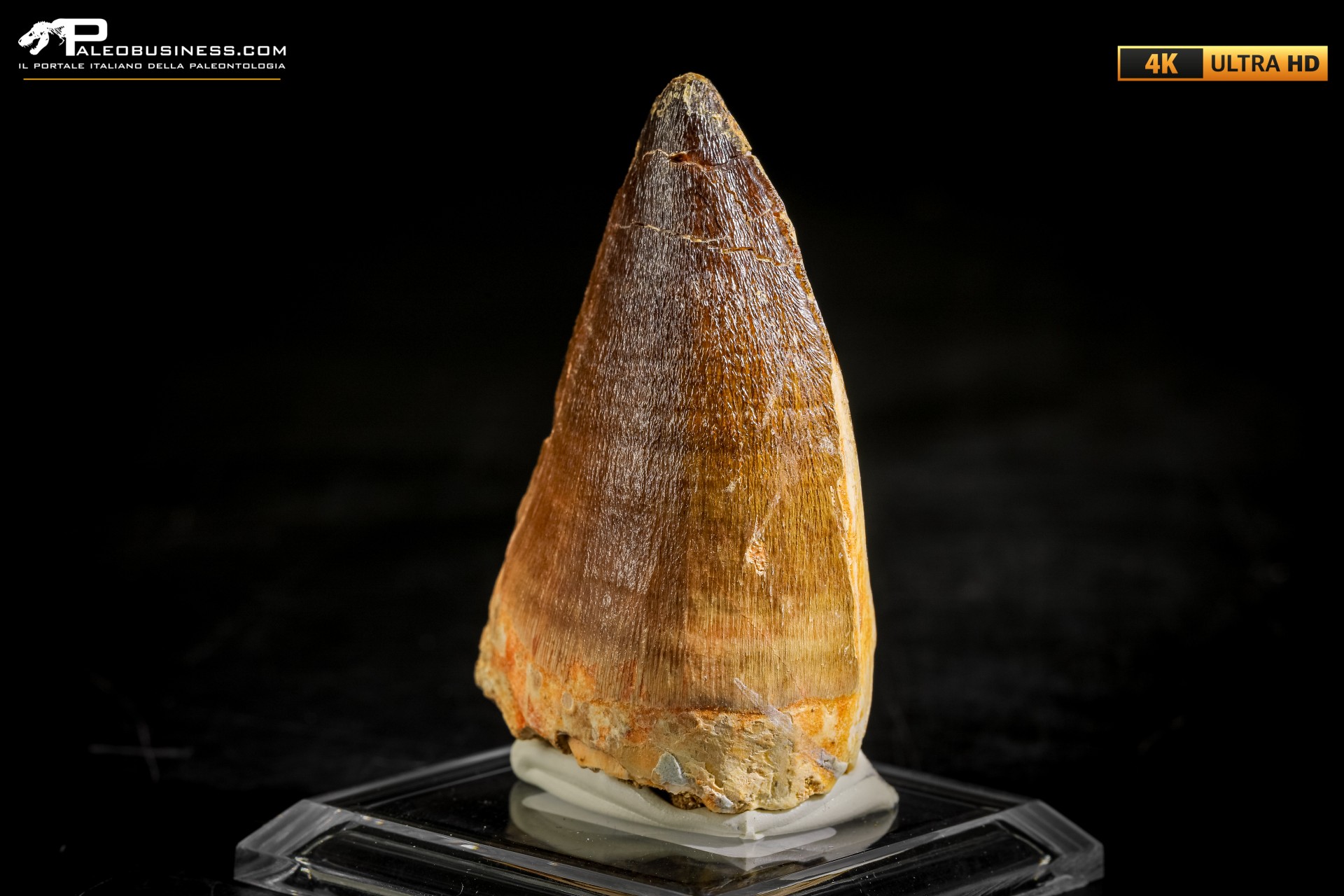 Dente fossile di Mosasaurus sp.