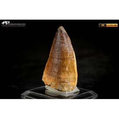 Dente fossile di Mosasaurus sp.