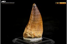 Dente fossile di Mosasaurus sp.