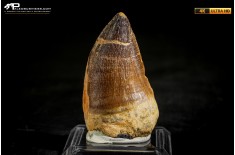 Dente fossile di Mosasaurus sp.